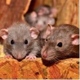 veterinários para rato Santa Cecília