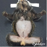 veterinários para sagui Vila Mazzei