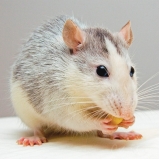 veterinários roedores City América