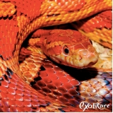 veterinários silvestres Conjunto Residencial Butantã