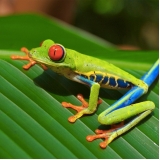 Veterinário para Anfíbios