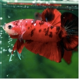 Veterinário para Betta