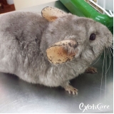 Veterinário para Chinchila