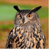 Veterinário para Coruja