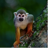 Veterinário para Macaco