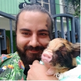 Veterinário para Minipig