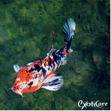 Veterinário para Peixes